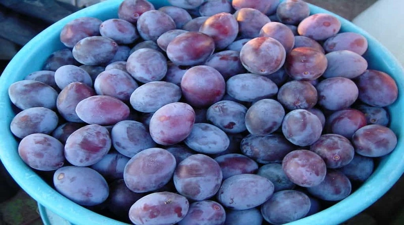 Plum Best 15 Medicinal Properties