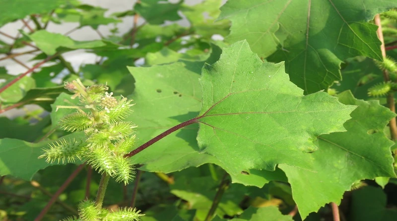 Stave Off Wrinkles With an Invasive Weed