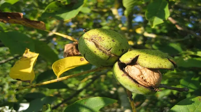 Walnut, 12 Best Medicinal Properties